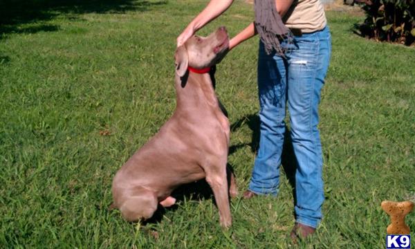 Stud Dogs - Weimaraner